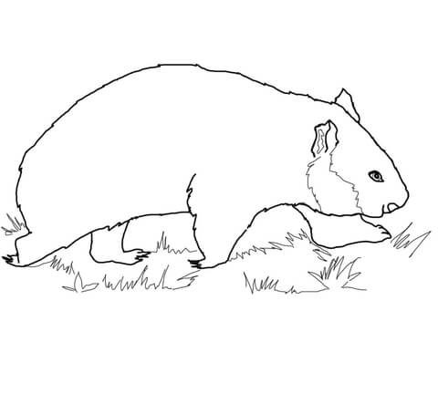 Walking Wombat Coloring Page